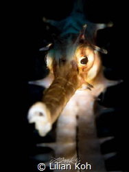 G H O S T L Y
Thorny Seahorse
(Hippocampus histrix) by Lilian Koh 